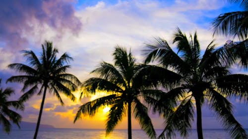 Palm tree golden cotton candy sky lapse 