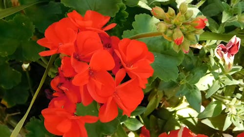 Red Flowers In The Garden