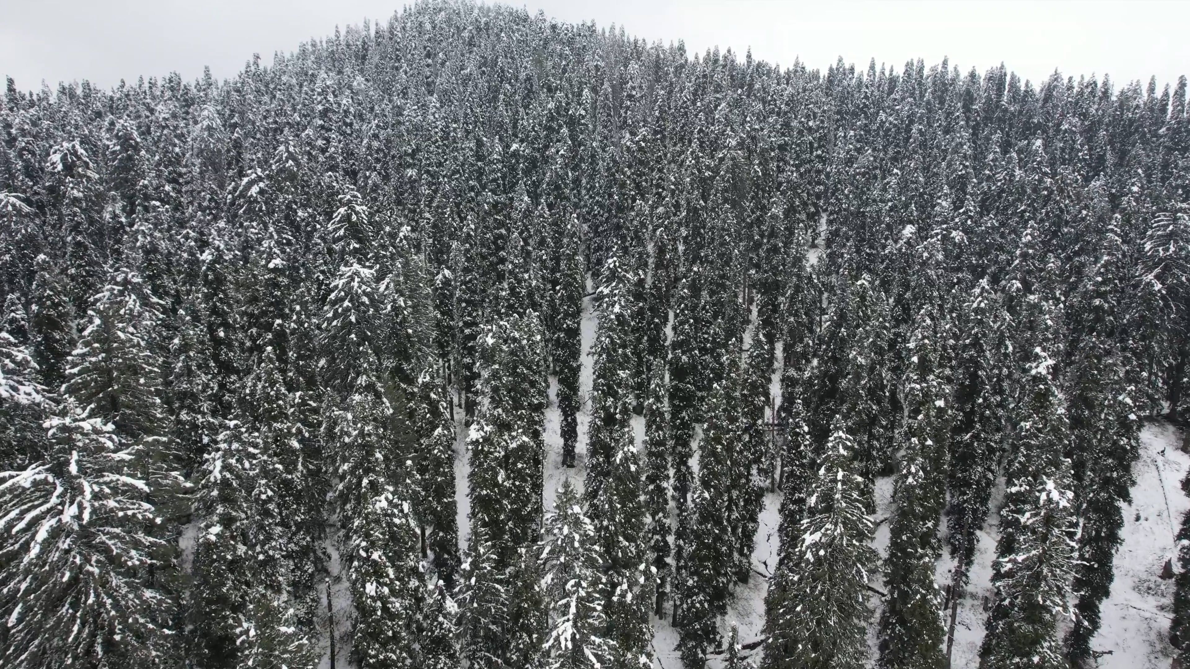 Drone Footage of a Coniferous Forest Covered in Snow Free Stock Video ...