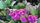 purple flower