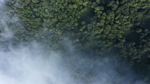 Aerial View of a Misty Forest 