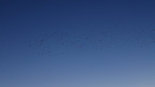 Flock of birds Autumn sunset canon r6 from 24 105 f4 