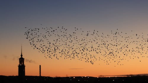 Autumn Fock of birds flying  autumn sunset canon R6 RF 24105f4