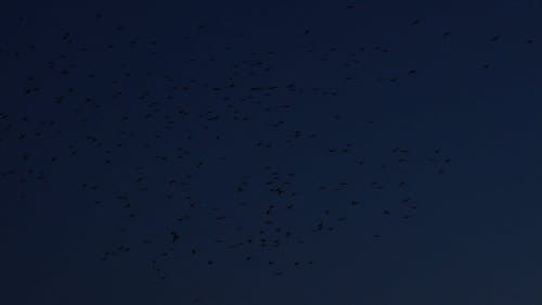 Flock of birds flying trippy blue sky canon R6 RF24105F4 