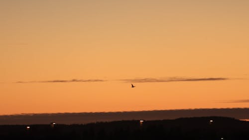 Duck flying sunset Canon R6 EF70200f4IS