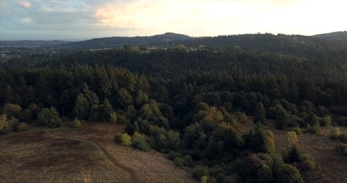 Vista Do Drone Da Floresta