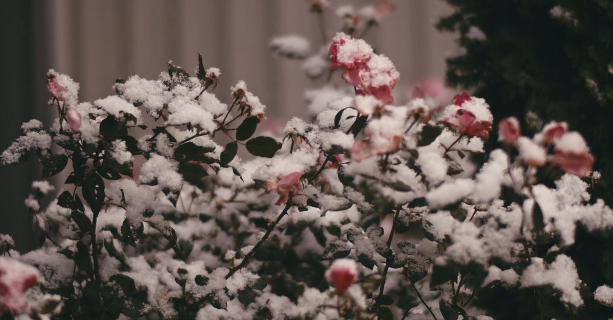 A close up of snow covered roses Free Stock Video Footage, Royalty-Free ...