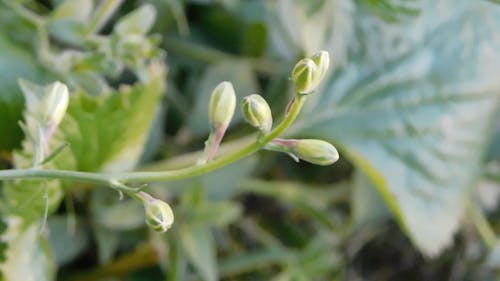 Pequeños Capullos De Flores