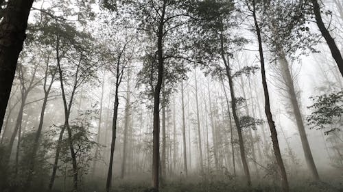 Tall Forest Trees on a Misty Morning 