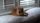 orange cat