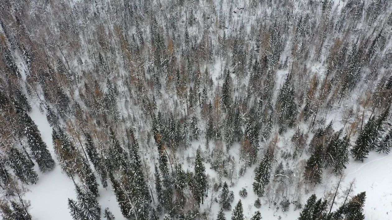 Snow in Forest Drone Footage Free Stock Video Footage, Royalty-Free 4K ...