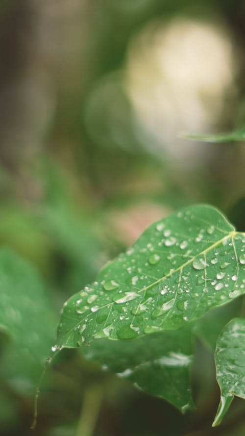 Dewdrops on a Green Leaf