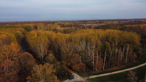 Drone Footage of a Forest and River in Autumn 