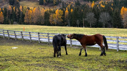 Two Horses on a Pasture in Autumn 