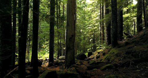 Vidéo De La Forêt