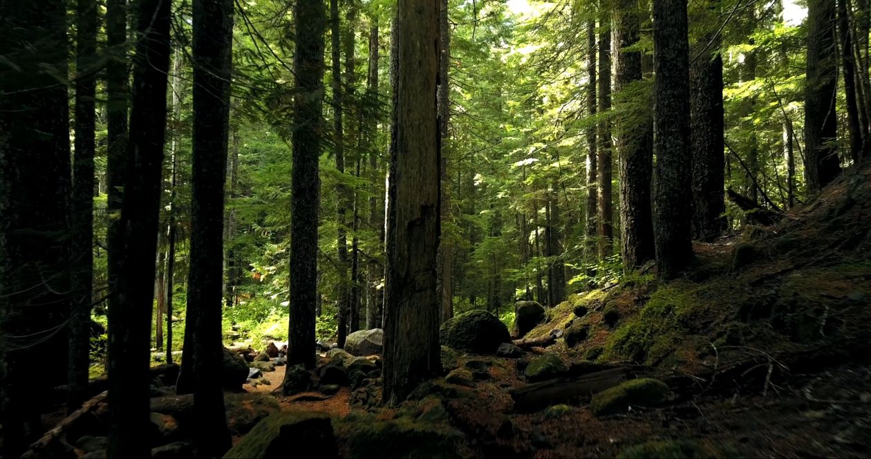 Light filtering through a quiet forest