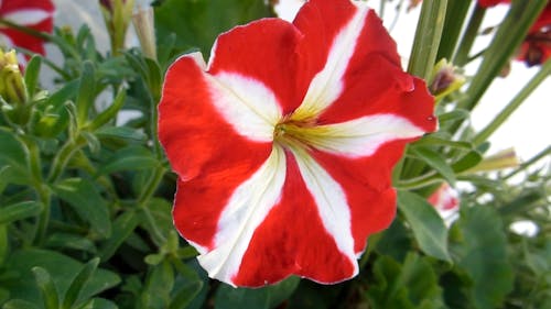 Удивительный красный цветок