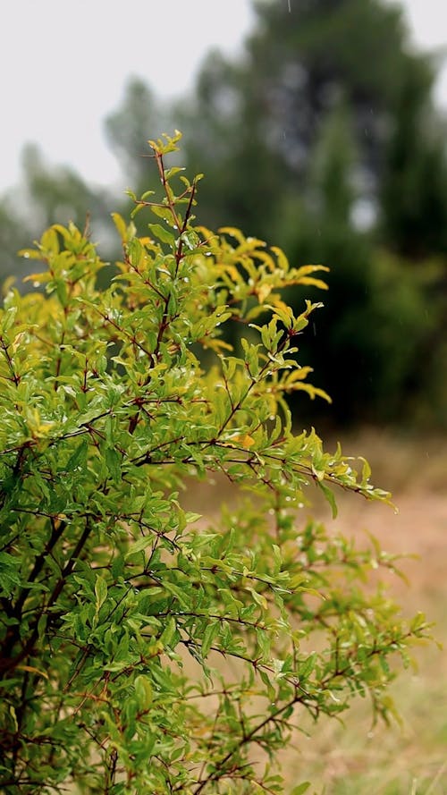 Green Leaves on a Green Plant