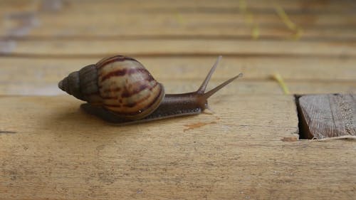 A Snail Crawling on a Wood