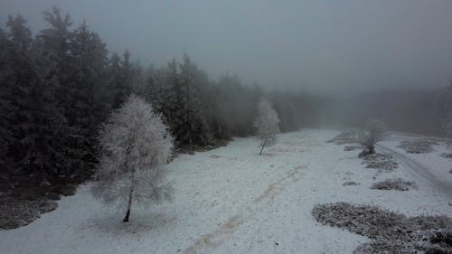 Clouds over Forest in Winter under Fog