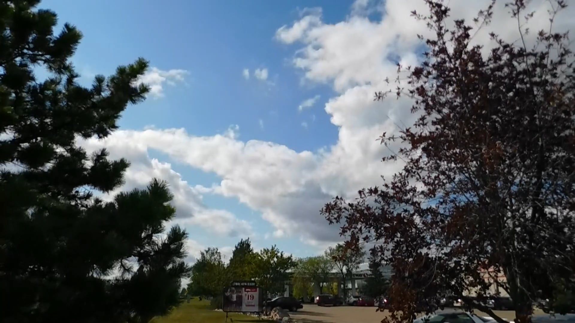 Video by Zuzanna Musial