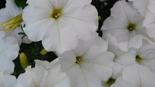 可愛的白色花朵