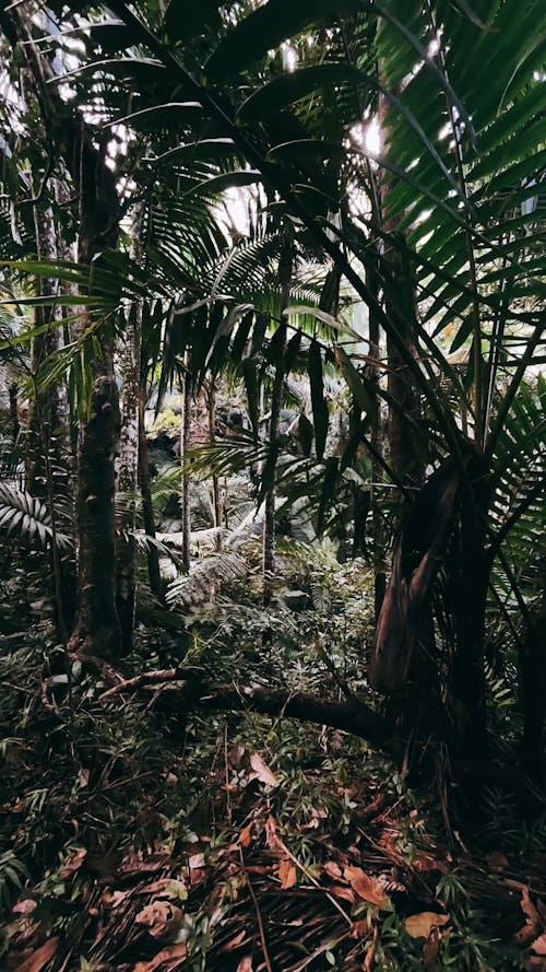 Flora in Tropical Jungle