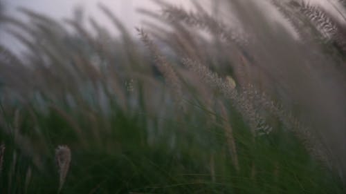 Grasses and Leaves Sliding Shot