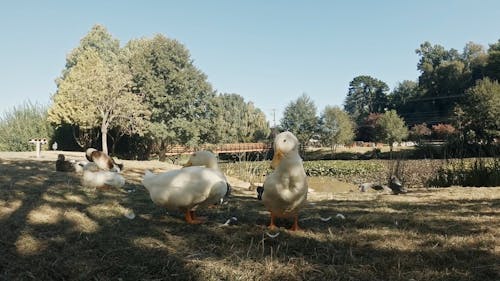 Domestic Ducks on Farm