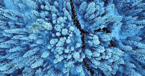 Kostnadsfri bild av barrträd, flygperspektiv, frost