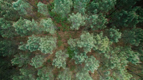Drone View of Forest Trees 