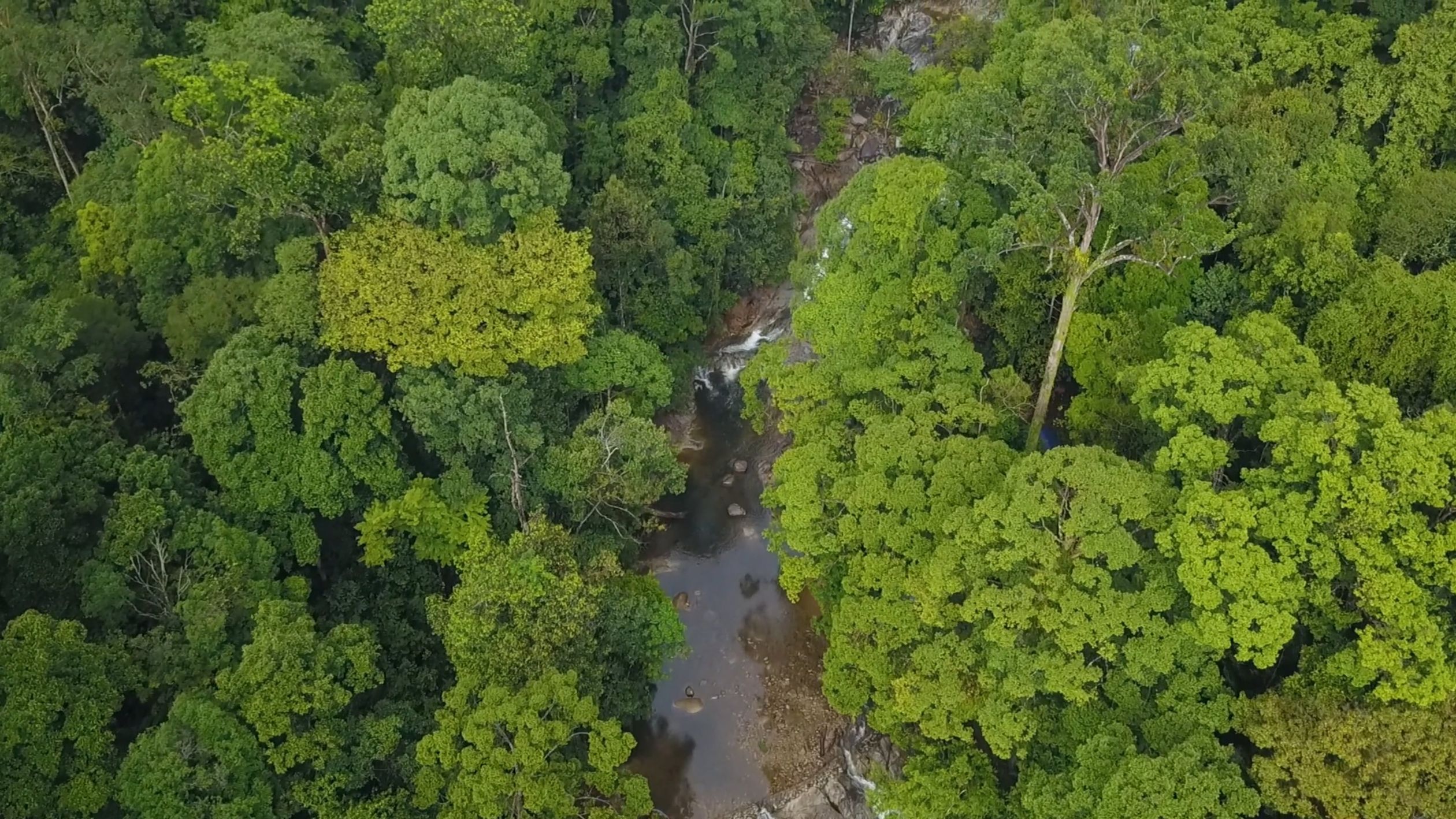 Drone View of a Forest River Free Stock Video Footage, Royalty-Free 4K ...