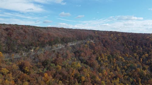 Autumn Trees