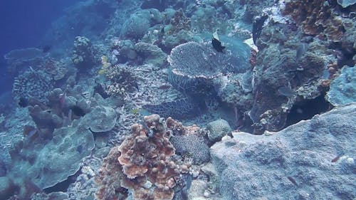 深海中的綠松石