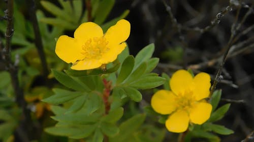 Lindas Pequenas Flores Amarelas