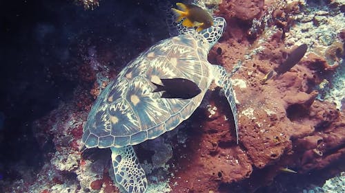 Żółw Pod Wodą