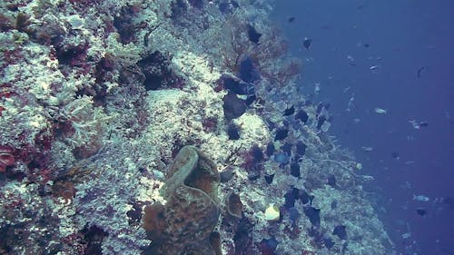 深海底下的各種魚類