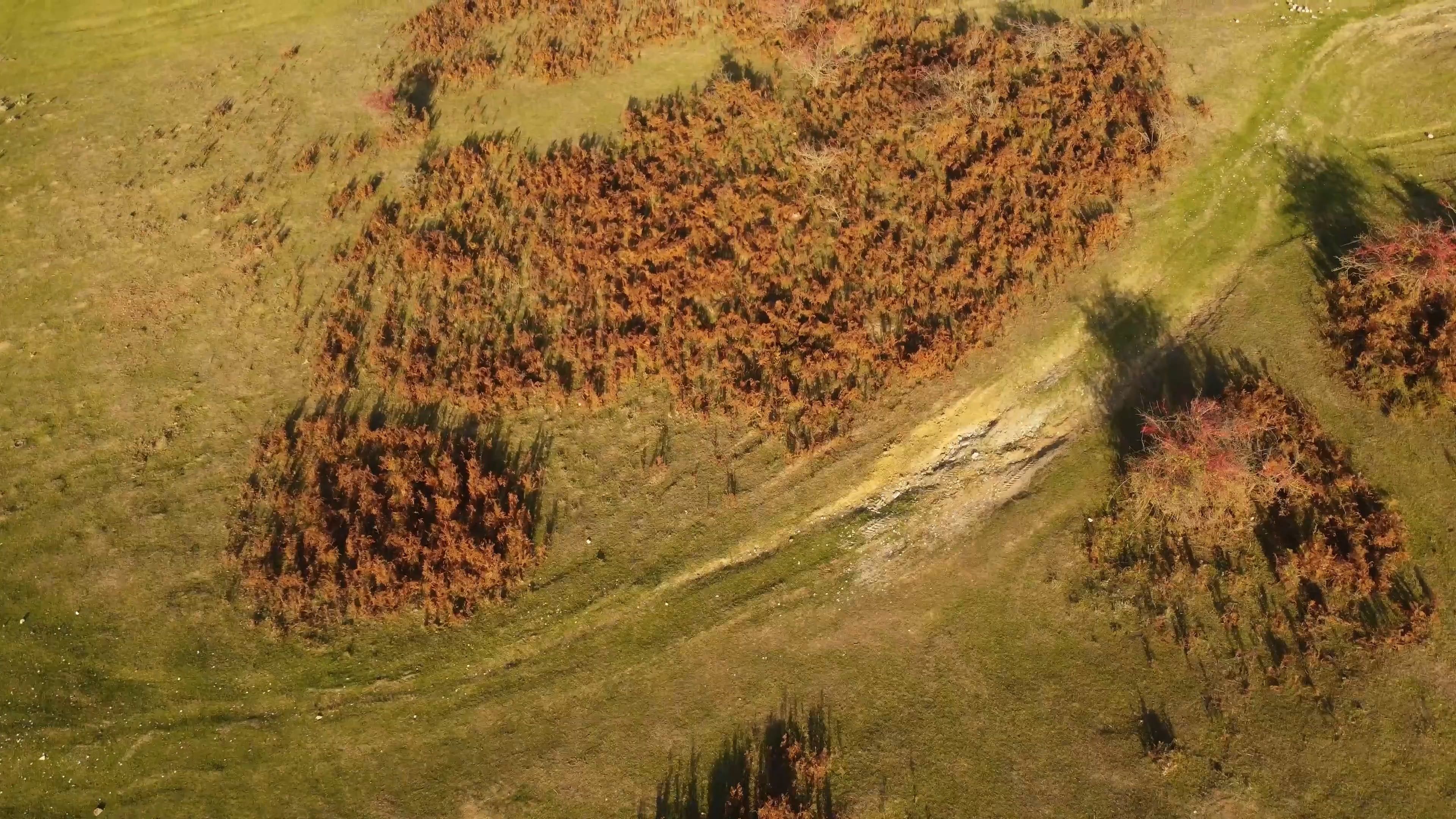 Vegetation on Ground in Birds Eye View Free Stock Video Footage ...