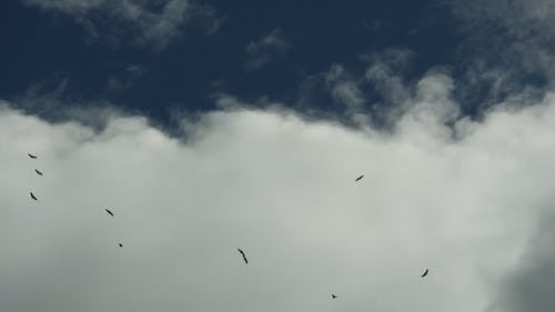 Birds on Sky under Cloud