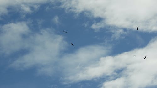 Clouds over Birds Flying