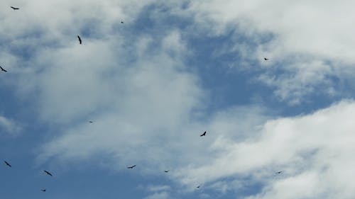 Clouds and Birds on Sky
