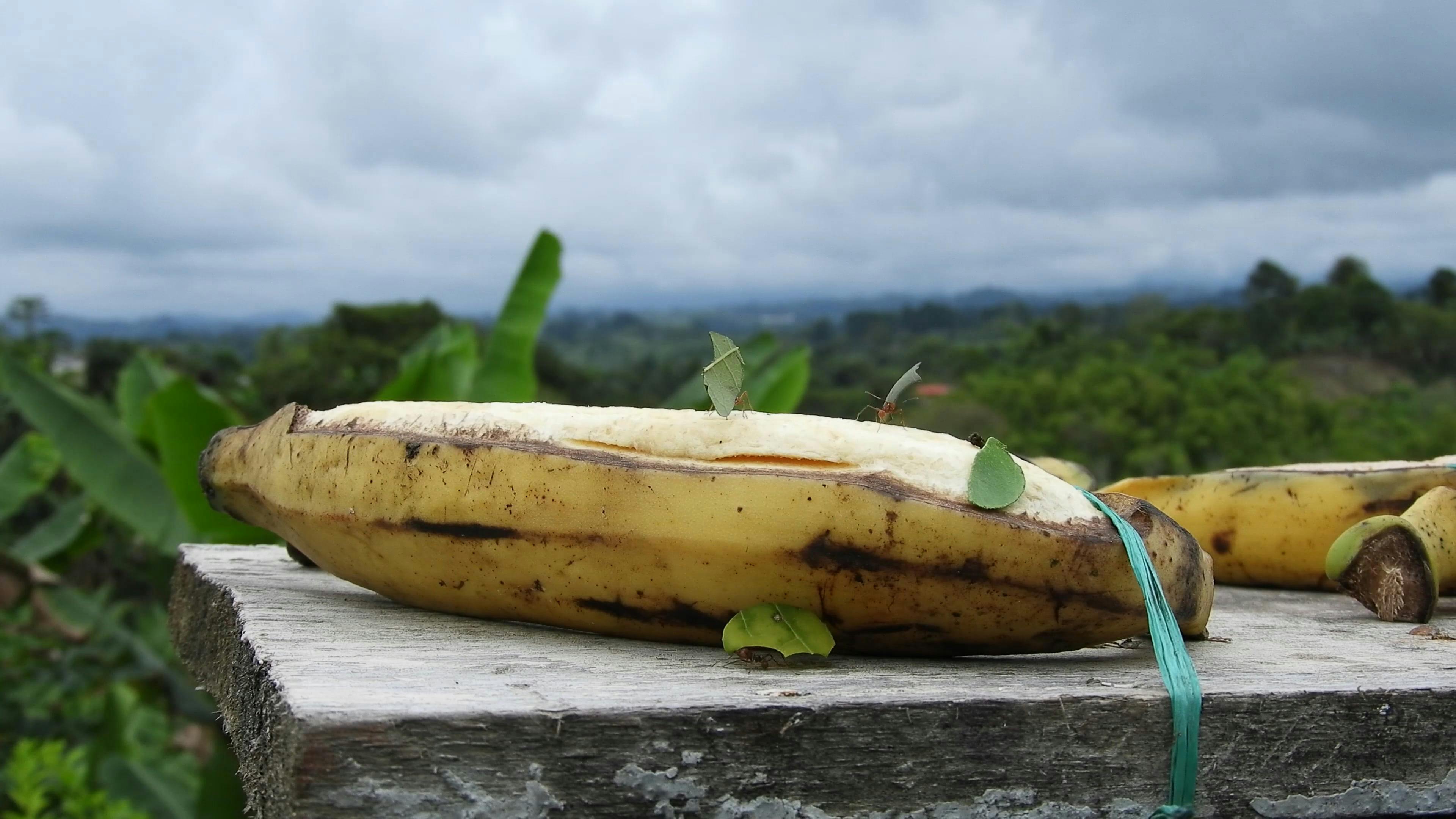 Ants on Banana Free Stock Video Footage, RoyaltyFree 4K & HD Video Clip