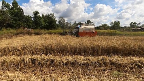 Combine Harvester on Rice Field