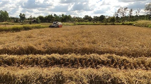 harvesting rice by using a combine harvester