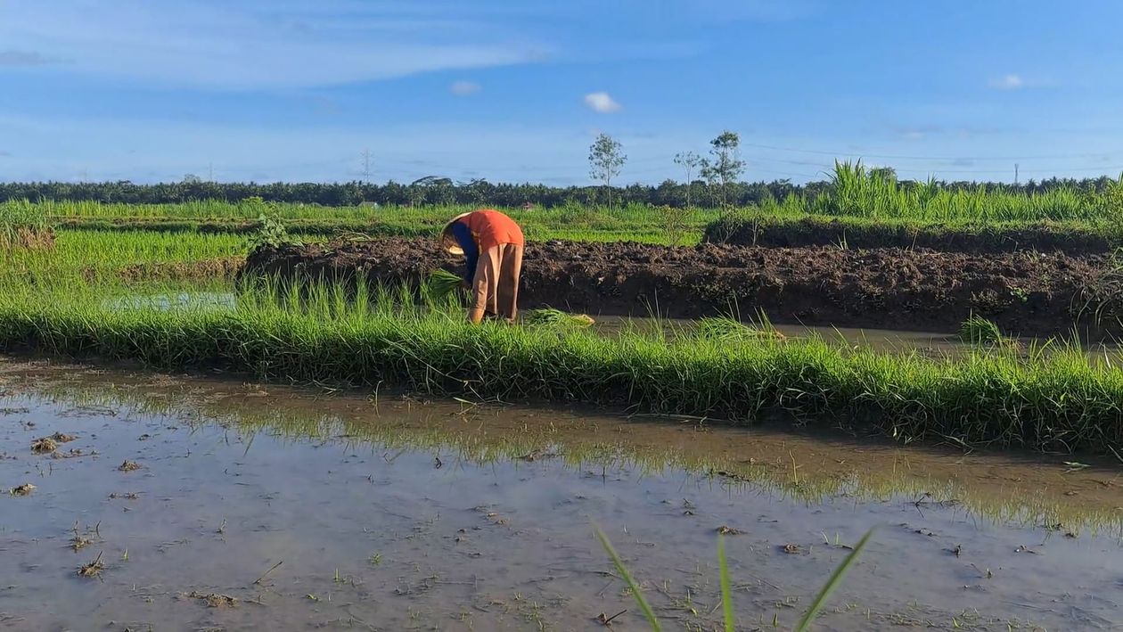 Person Working on Rice Field Free Stock Video Footage, Royalty-Free 4K ...
