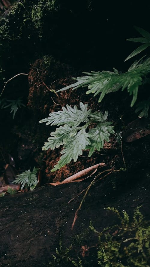 Leaves in Rainforest