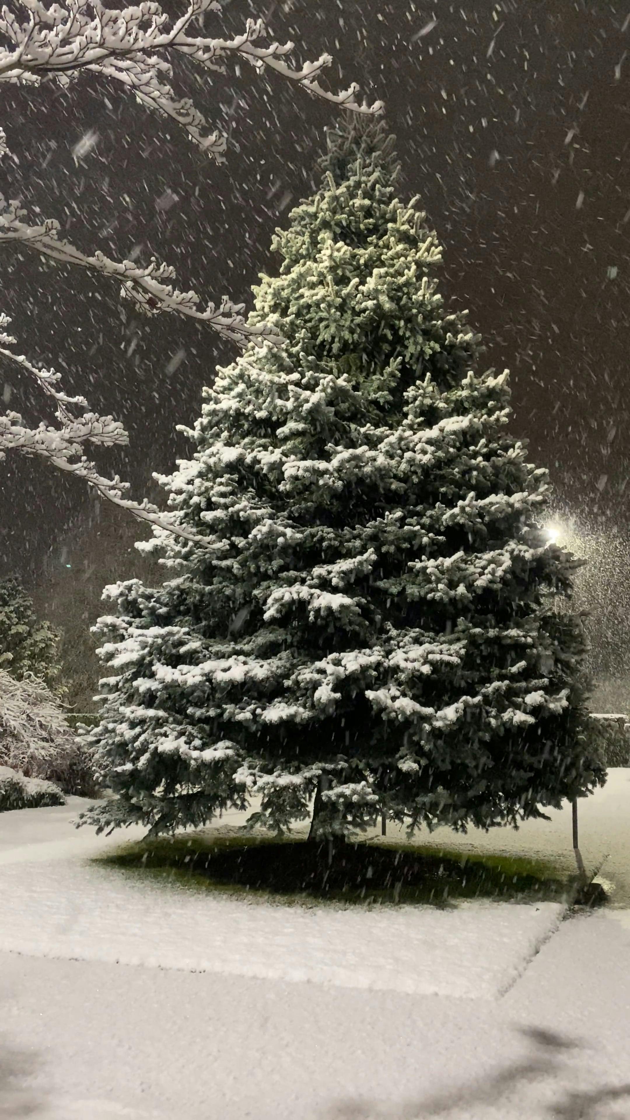 Snowfall over Christmas Tree Free Stock Video Footage, RoyaltyFree 4K