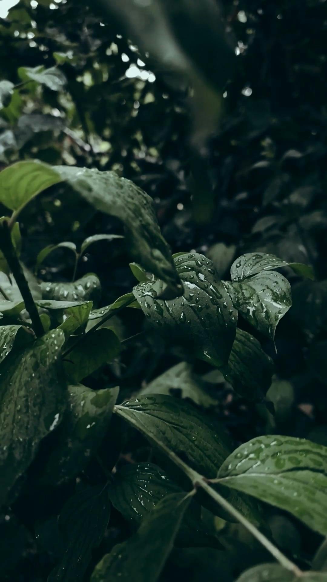 Video by Kadir Akman