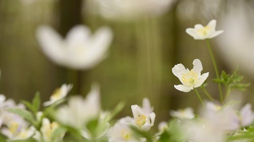 Vidéo En Gros Plan De Fleurs Blanches