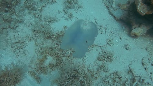 Close-Up View Of A Jellyfish · Free Stock Video